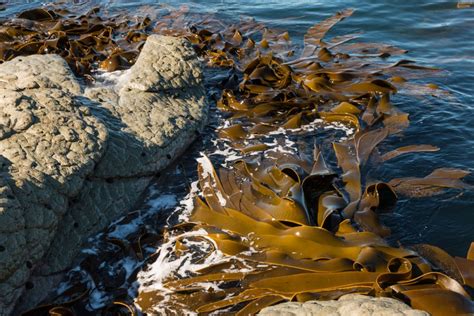 A Closer Look at the Environmental Benefits of Using Magic Seaweed on Walls
